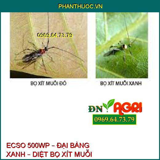 ECSO 500WP – ĐẠI BÀNG XANH – DIỆT BỌ XÍT MUỖI