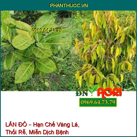 LÂN ĐỎ – Hạn Chế Vàng Lá, Thối Rễ, Miễn Dịch Bệnh