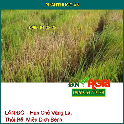 KALI BO S – Dưỡng Xanh Lá Đòng, Vô Gạo