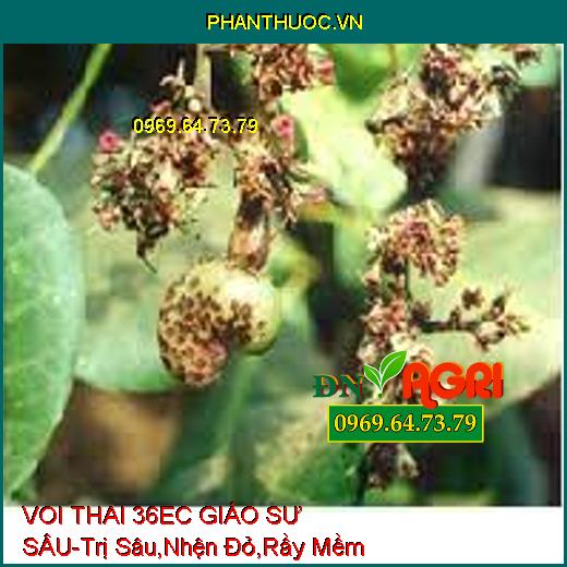 https://phanthuoc.vn/product-tag/ymc-01-champion-rong-bien-duong-hoa/