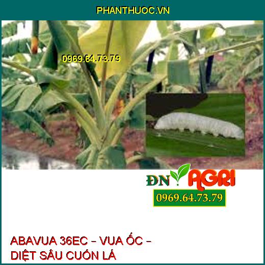 ABAVUA 36EC – VUA ỐC – DIỆT SÂU CUỐN LÁ