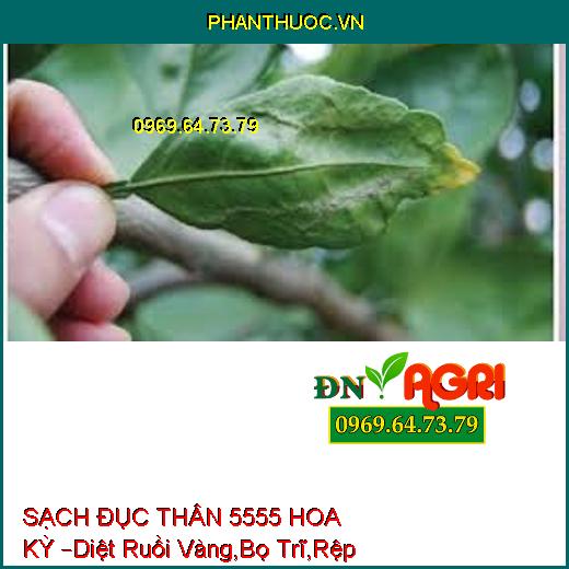 SẠCH ĐỤC THÂN 5555 HOA KỲ –Diệt Ruồi Vàng,Bọ Trĩ,Rệp cờ