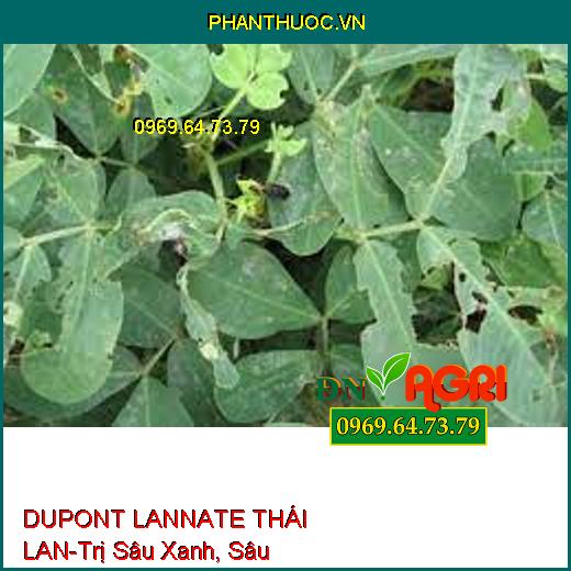 DUPONT LANNATE THÁI LAN-Trị Sâu Xanh, Sâu Khoang,Bọ Trĩ