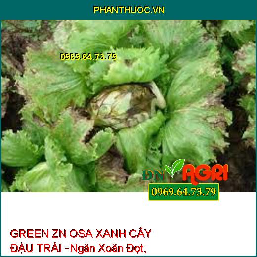 GREEN ZN OSA XANH CÂY ĐẬU TRÁI –Ngăn Xoăn Đọt, Kích To Trái