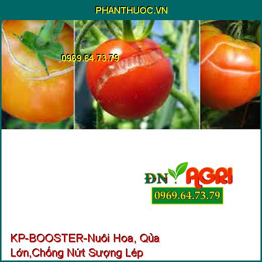 KP-BOOSTER-Nuôi Hoa, Qủa Lớn,Chống Nứt Sượng Lép