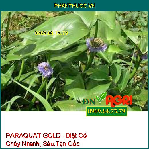 PARAQUAT GOLD –Diệt Cỏ Cháy Nhanh, Sâu,Tận Gốc