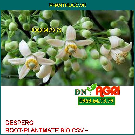 DESPERO ROOT-PLANTMATE BIO CSV – Đâm Chồi,Nuôi Quả