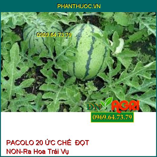 PACOLO 20 ỨC CHẾ ĐỌT NON-Ra Hoa Trái Vụ