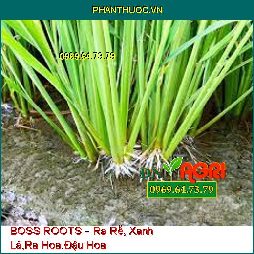 BOSS ROOTS – Ra Rễ, Xanh Lá,Ra Hoa,Đậu Hoa