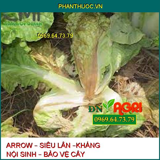 ARROW – SIÊU LÂN –KHÁNG NỘI SINH – BẢO VỆ CÂY