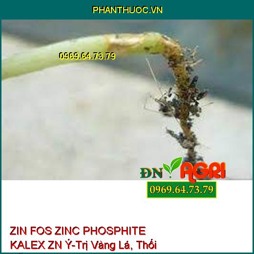 ZIN FOS ZINC PHOSPHITE KALEX ZN Ý-Trị Vàng Lá, Thối Rễ