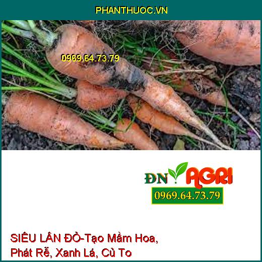 SIÊU LÂN ĐỎ-Tạo Mầm Hoa, Phát Rễ, Xanh Lá, Củ To