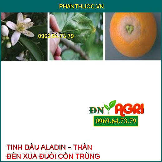 TINH DẦU ALADIN – THẦN ĐÈN XUA ĐUỔI CÔN TRÙNG