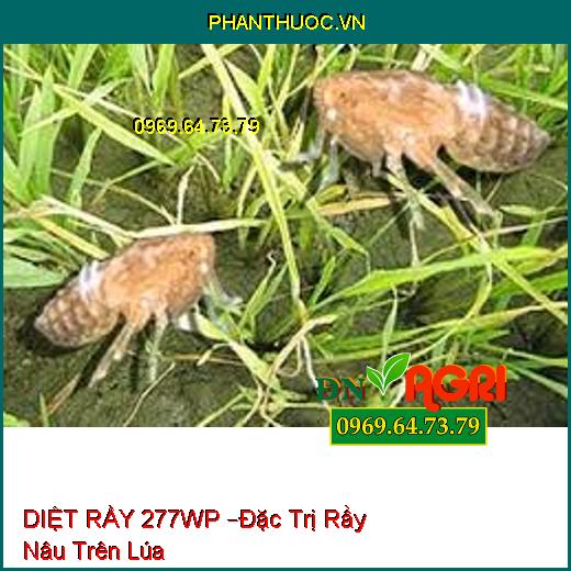 DIỆT RẦY 277WP –Đặc Trị Rầy Nâu Trên Lúa