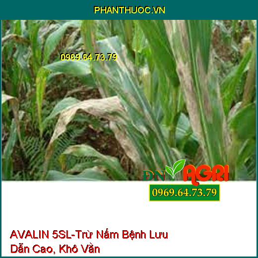 AVALIN 5SL-Trừ Nấm Bệnh Lưu Dẫn Cao, Khô Vằn