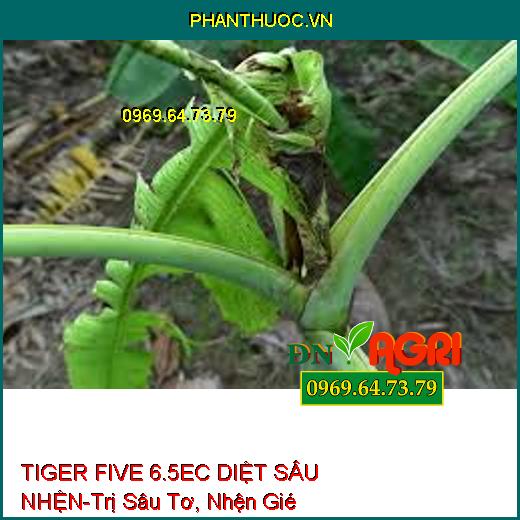 TIGER FIVE 6.5EC DIỆT SÂU NHỆN-Trị Sâu Tơ, Nhện Gié