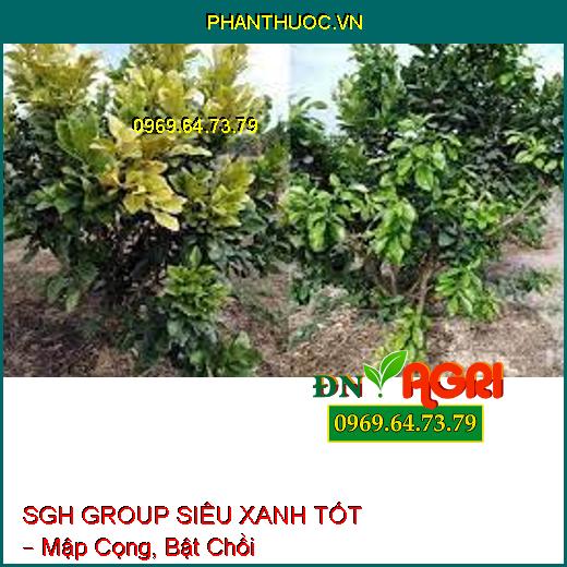 SGH GROUP SIÊU XANH TỐT – Mập Cọng, Bật Chồi