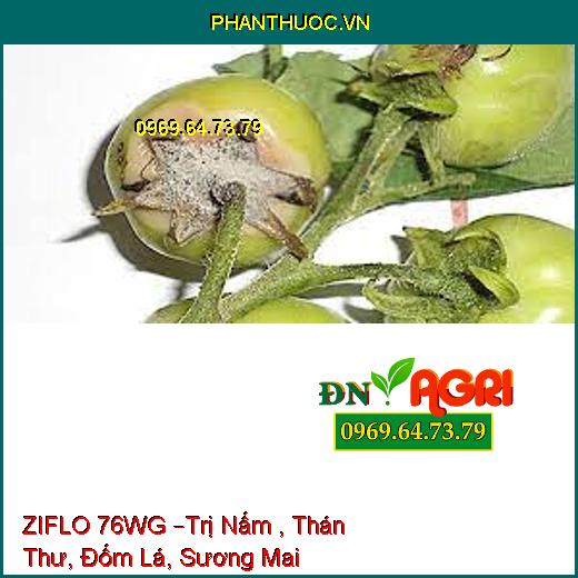 ZIFLO 76WG –Trị Nấm , Thán Thư, Đốm Lá, Sương Mai