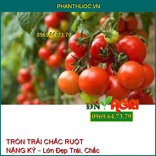 TRÒN TRÁI CHẮC RUỘT NẶNG KÝ – Lớn Đẹp Trái, Chắc Hạt