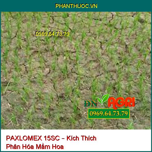 PAXLOMEX 15SC – Kích Thích Phân Hóa Mầm Hoa