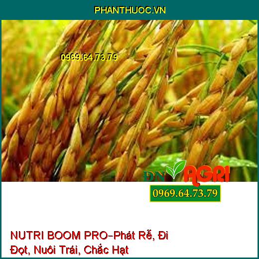 NUTRI BOOM PRO–Phát Rễ, Đi Đọt, Nuôi Trái, Chắc Hạt