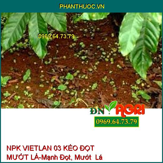 NPK VIETLAN 03 KÉO ĐỌT MƯỚT LÁ-Mạnh Đọt, Mướt Lá