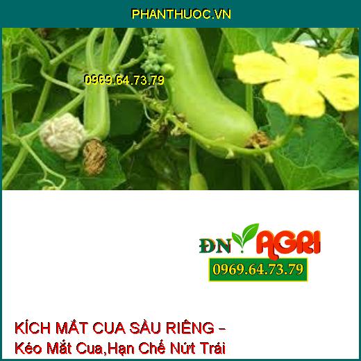 KÍCH MẮT CUA SẦU RIÊNG – Kéo Mắt Cua,Hạn Chế Nứt Trái