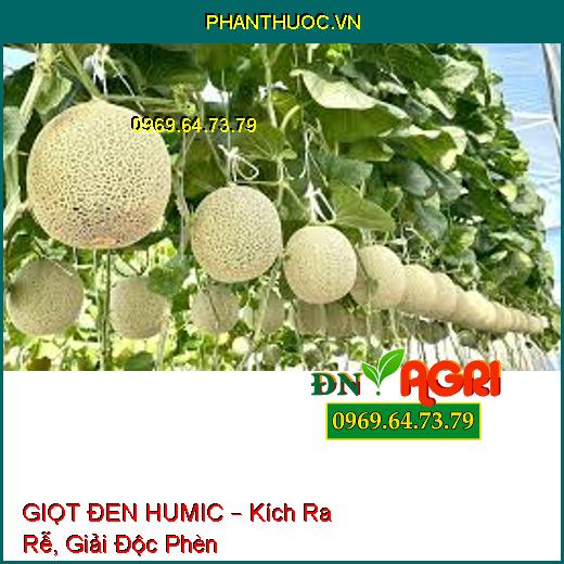 GIỌT ĐEN HUMIC – Kích Ra Rễ, Giải Độc Phèn