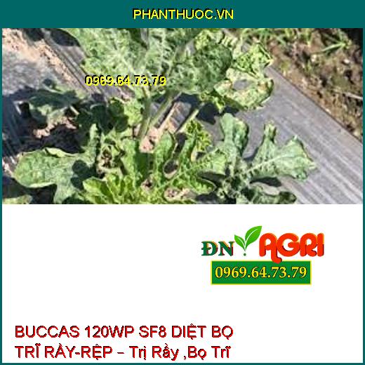 BUCCAS 120WP SF8 DIỆT BỌ TRĨ RẦY-RỆP – Trị Rầy ,Bọ Trĩ