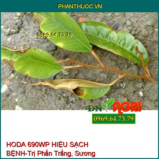 HODA 690WP HIỆU SẠCH BỆNH-Trị Phấn Trắng, Sương Mai