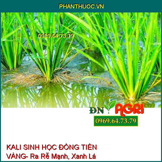 KALI SINH HỌC ĐỒNG TIỀN VÀNG- Ra Rễ Mạnh, Xanh Lá