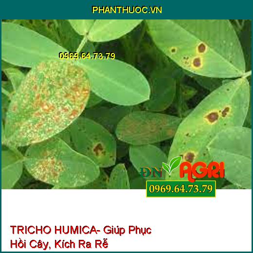 TRICHO HUMICA- Giúp Phục Hồi Cây, Kích Ra Rễ