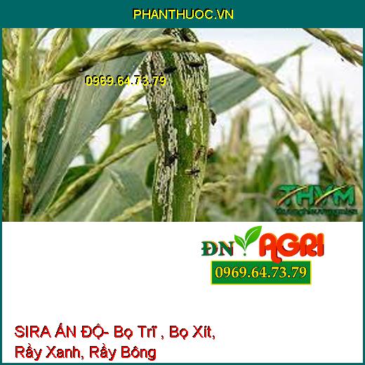 SIRA ẤN ĐỘ- Bọ Trĩ , Bọ Xít, Rầy Xanh, Rầy Bông