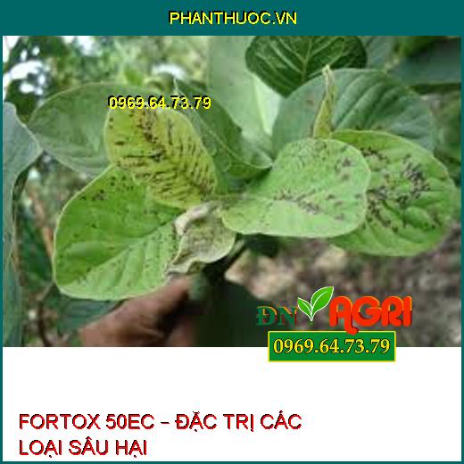 FORTOX 50EC – ĐẶC TRỊ CÁC LOẠI SÂU HẠI