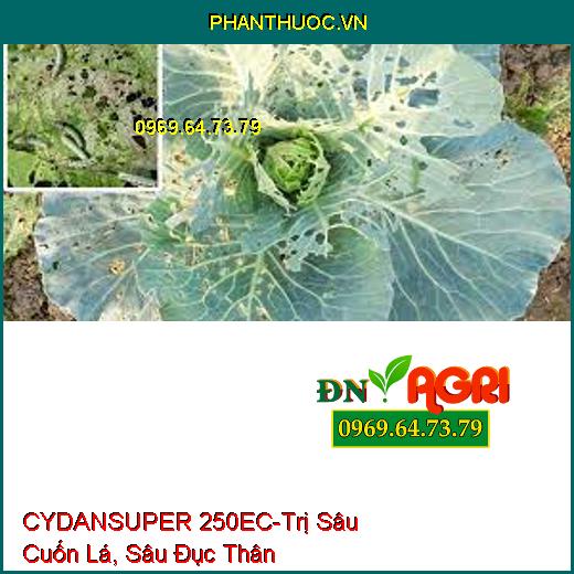 CYDANSUPER 250EC-Trị Sâu Cuốn Lá, Sâu Đục Thân