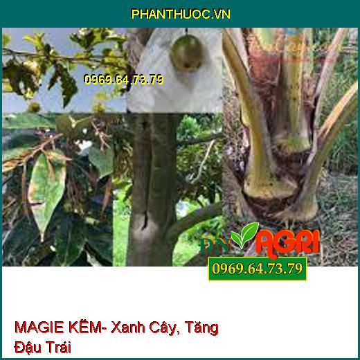 MAGIE KẼM- Xanh Cây, Tăng Đậu Trái