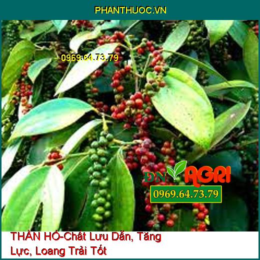 THẦN HỔ-Chất Lưu Dẫn, Tăng Lực, Loang Trải Tốt