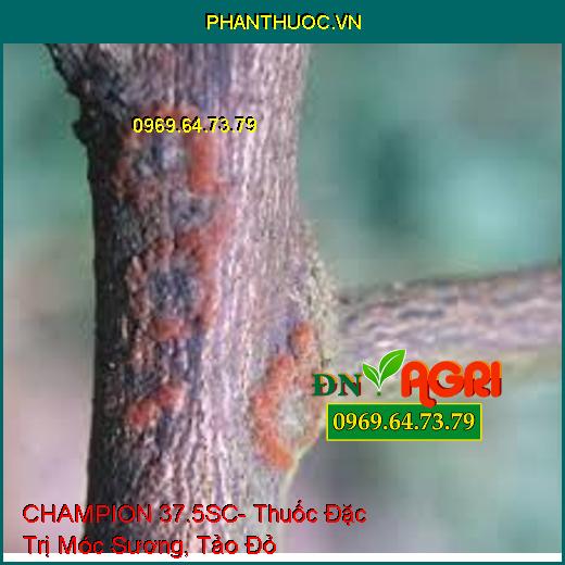 CHAMPION 37.5SC- Thuốc Đặc Trị Móc Sương, Tảo Đỏ