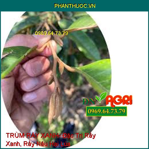 TRÙM RẦY XANH- Đặc Trị Rầy Xanh, Rầy Nâu Hại Lúa