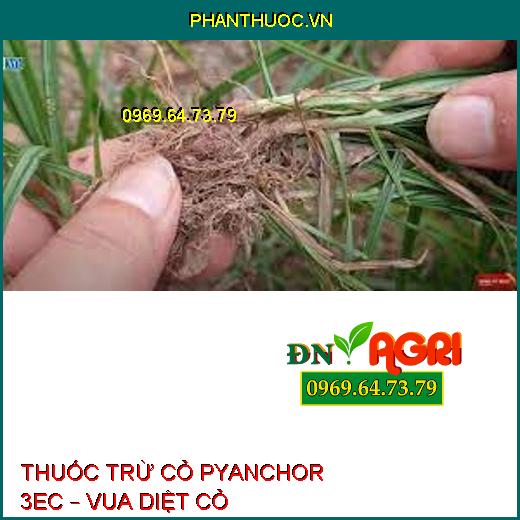 THUỐC TRỪ CỎ PYANCHOR 3EC – VUA DIỆT CỎ 