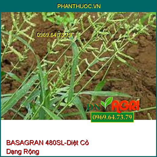 BASAGRAN 480SL-Diệt Cỏ Dạng Rộng