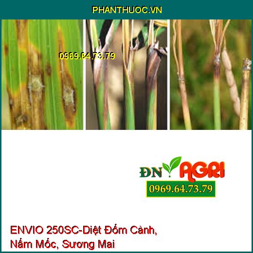 ENVIO 250SC-Diệt Đốm Cành, Nấm Mốc, Sương Mai