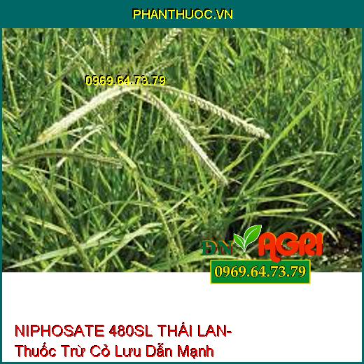 NIPHOSATE 480SL THÁI LAN- Thuốc Trừ Cỏ Lưu Dẫn Mạnh