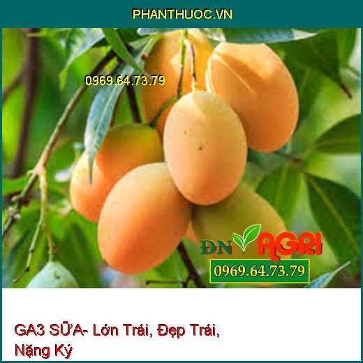 GA3 SỮA- Lớn Trái, Đẹp Trái, Nặng Ký