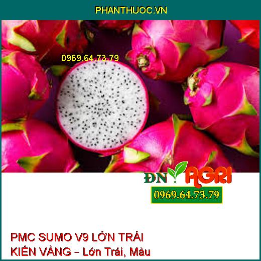 PMC SUMO V9 LỚN TRÁI KIẾN VÀNG – Lớn Trái, Màu Đẹp