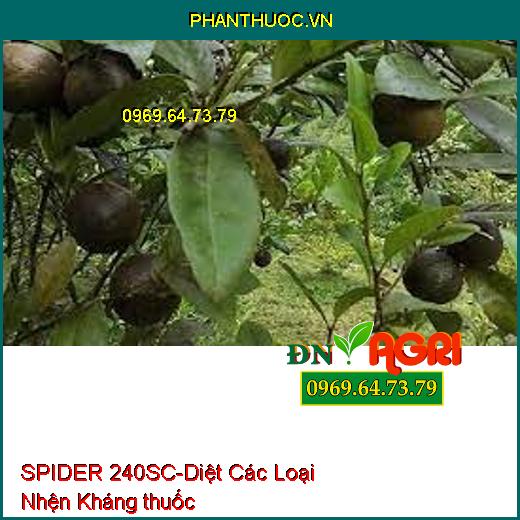 SPIDER 240SC-Diệt Các Loại Nhện Kháng thuốc