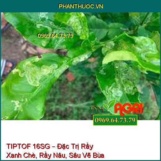 TIPTOF 16SG – Đặc Trị Rầy Xanh Chè, Rầy Nâu, Sâu Vẽ 