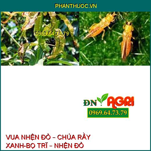 VUA NHỆN ĐỎ – CHÚA RẦY XANH-BỌ TRĨ – NHỆN ĐỎ