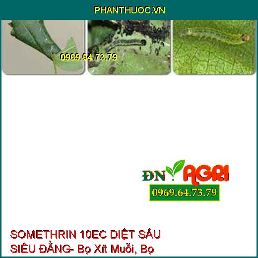 SOMETHRIN 10EC DIỆT SÂU SIÊU ĐẲNG- Bọ Xít Muỗi, Bọ Trĩ