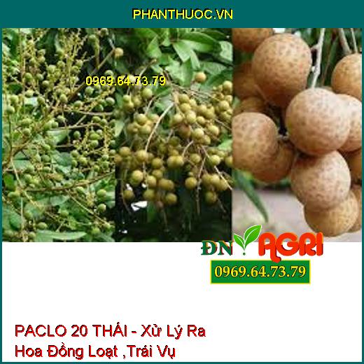 PACLO 20 THÁI - Xử Lý Ra Hoa Đồng Loạt ,Trái Vụ